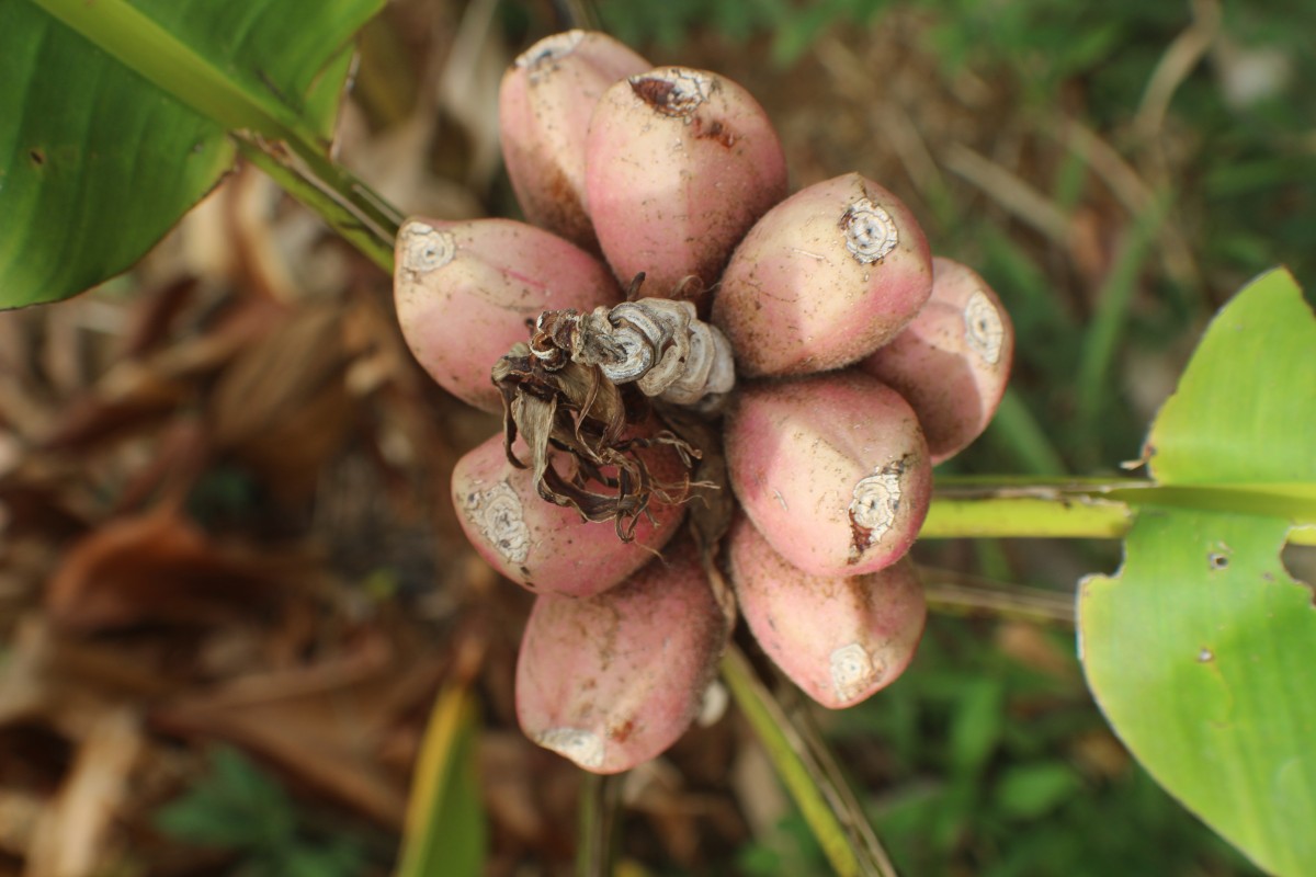 Musa velutina H.Wendl. & Drude